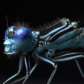 3D Dragonfly for Cinema 4d